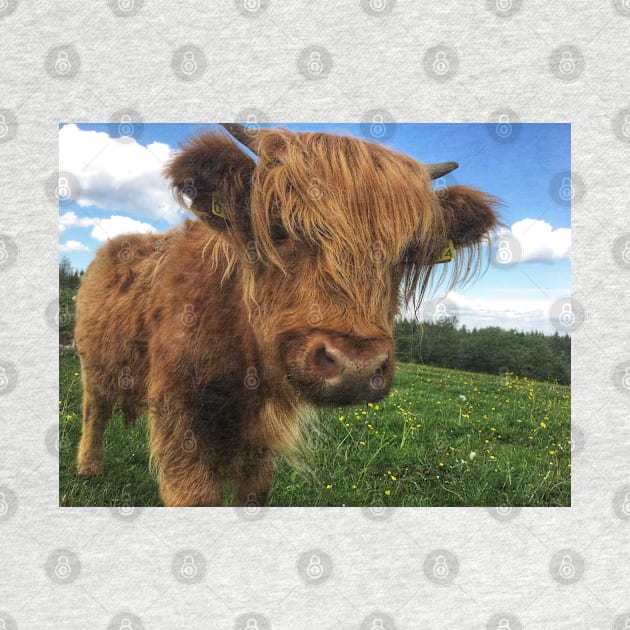 Scottish Highland Cattle Calf 2012 by SaarelaHighland